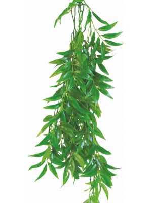 Ficus longifolia augalas, 70cm